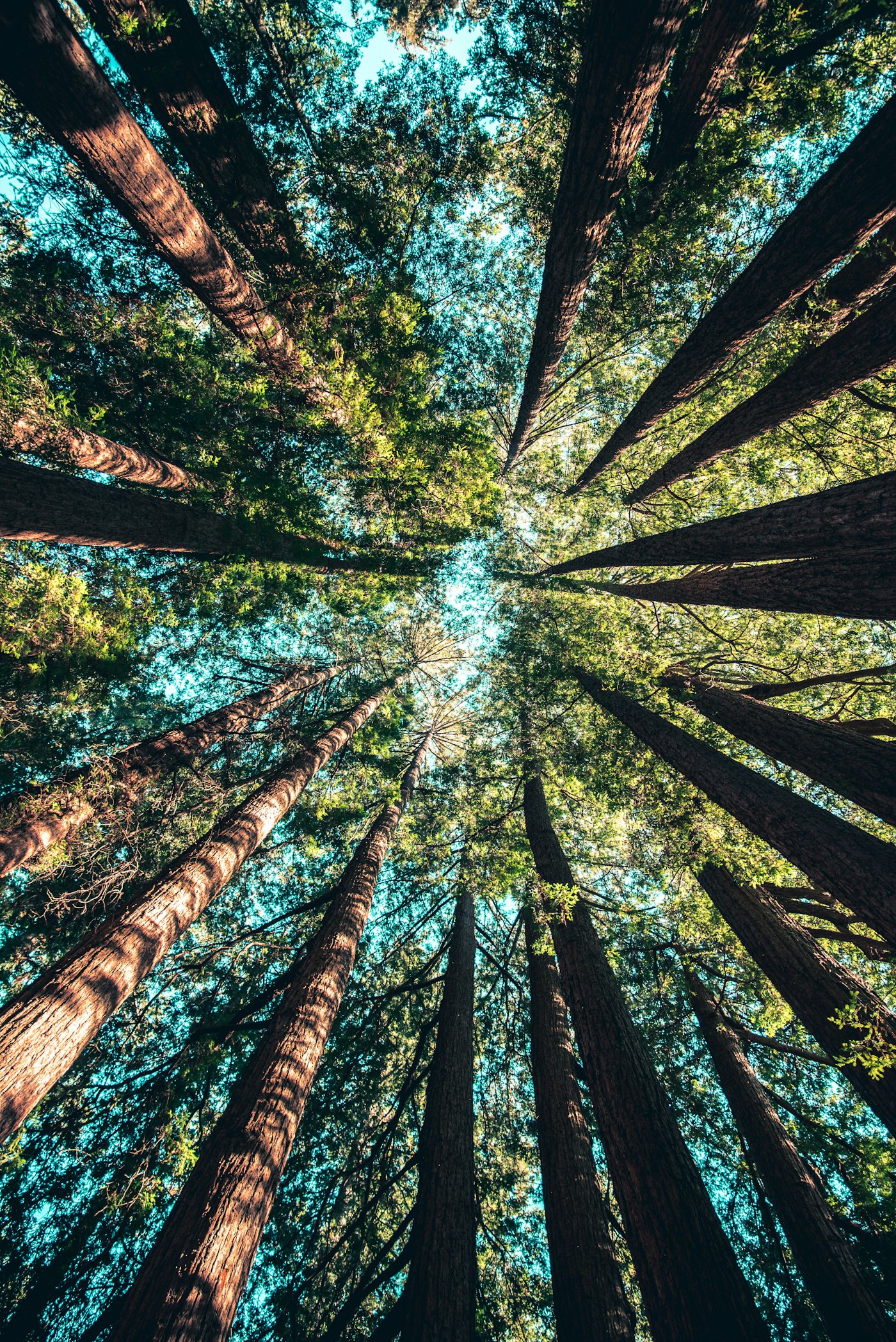 Illustrative photo of an indoor-feeling forest canopy