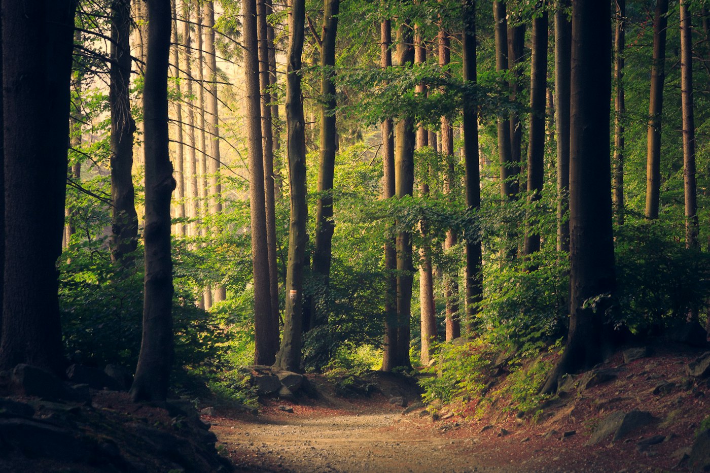 Illustrative photo of a forest path