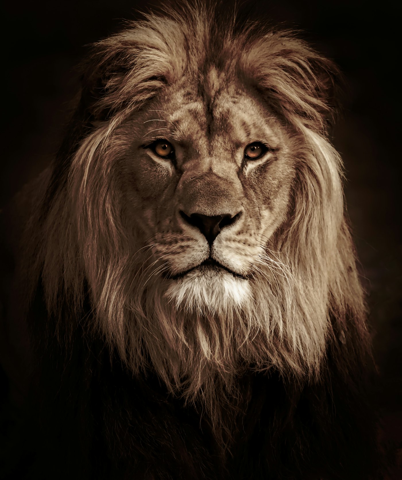 Illustrative photo of a lion — not the Tulsa Zoo