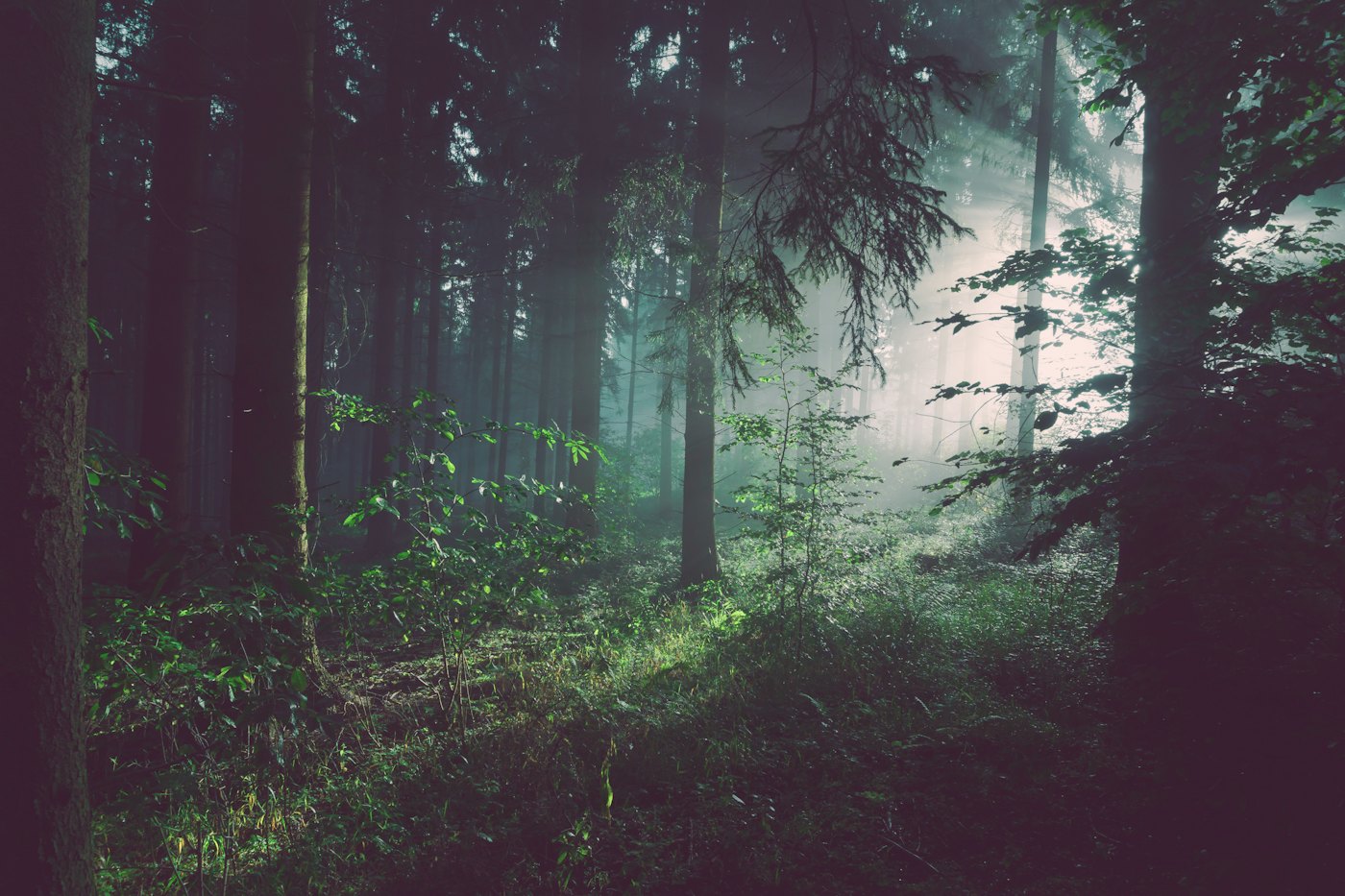 Illustrative photo of a green landscape